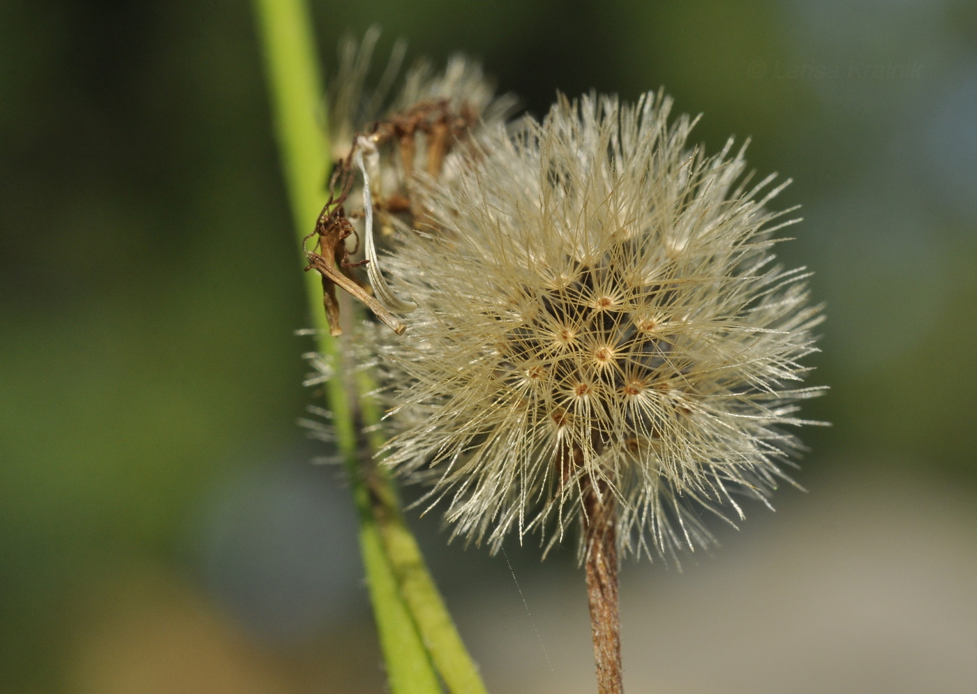 Image of Ageratum conyzoides specimen.