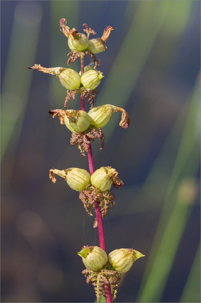 Image of Pedicularis palustris specimen.