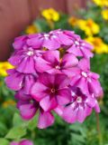 Phlox paniculata