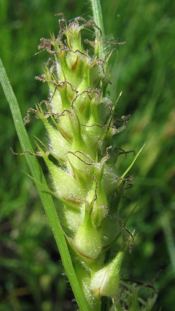 Изображение особи Carex hirta.