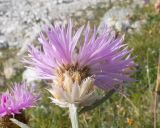 Image of taxon representative. Author is Татьяна Винокурова