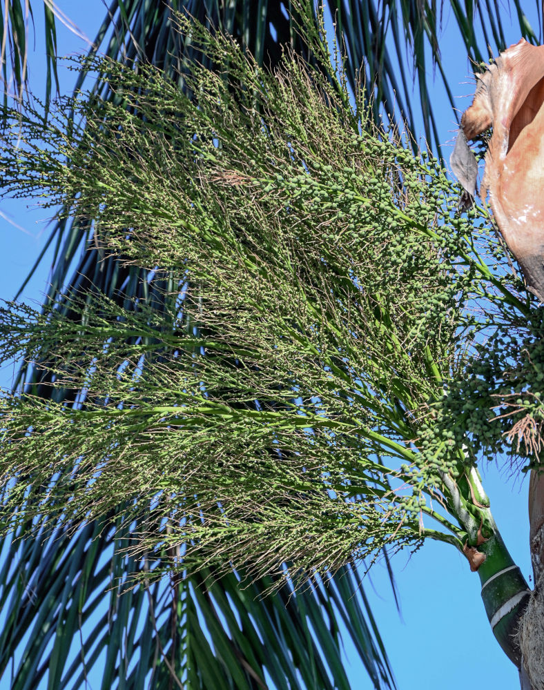 Image of Roystonea regia specimen.