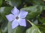 Vinca difformis