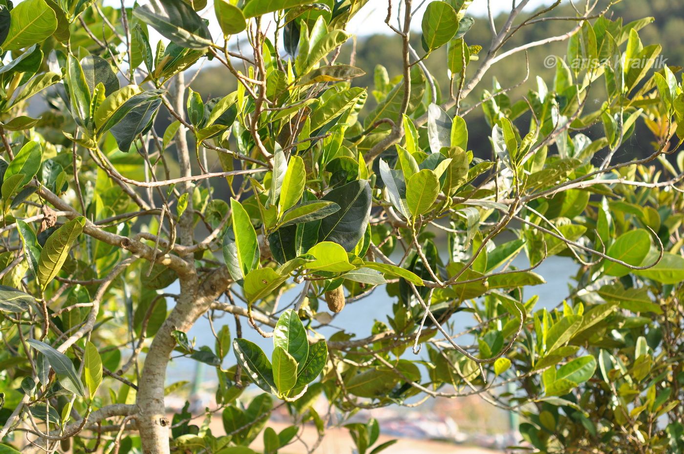 Image of Artocarpus heterophyllus specimen.