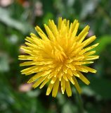 семейство Asteraceae. Соцветие. Московская обл., Подольский р-н, с/о Лаговский, дер. Матвеевское, опушка леса. 06.09.2025.