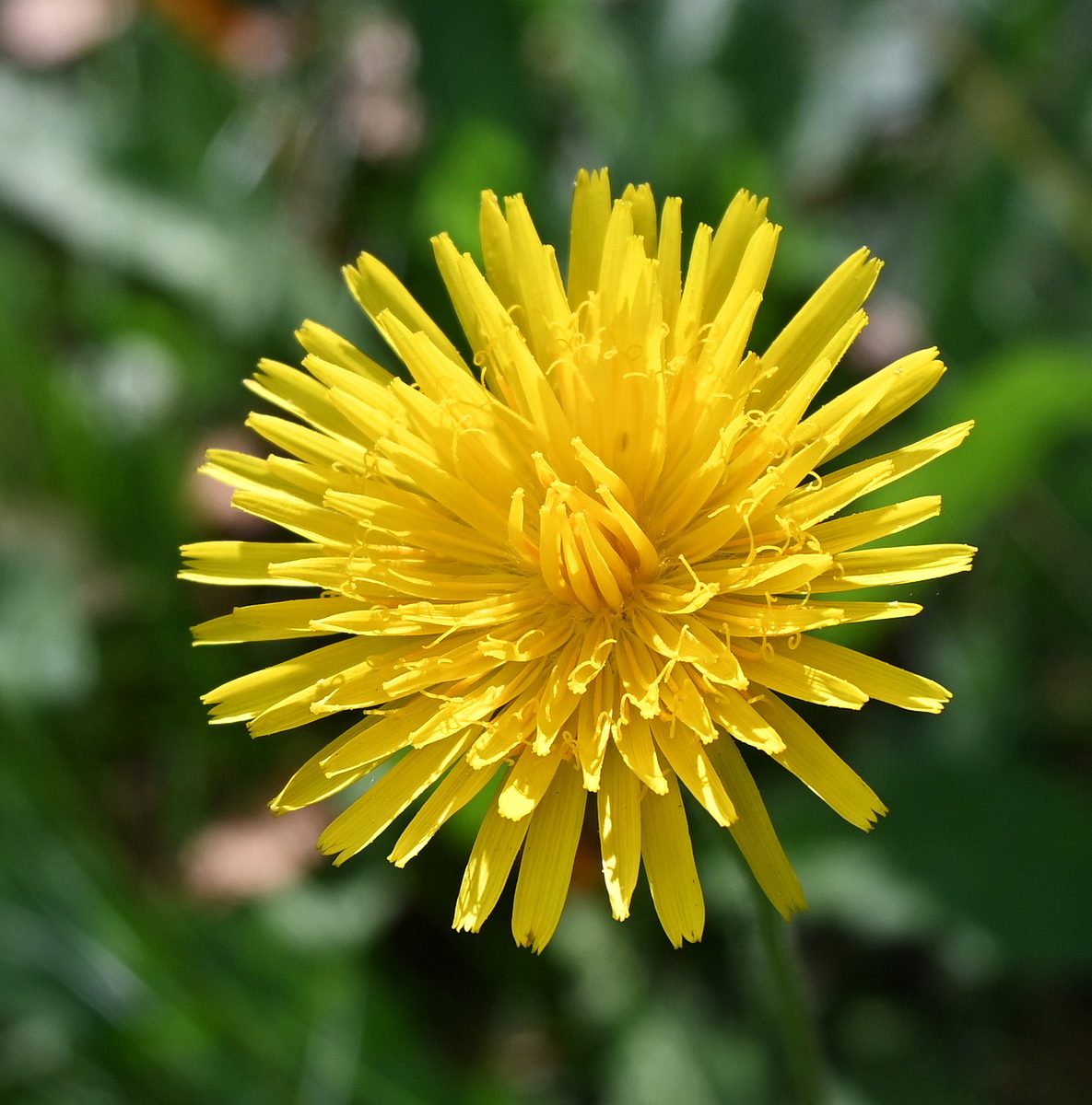 Изображение особи семейство Asteraceae.