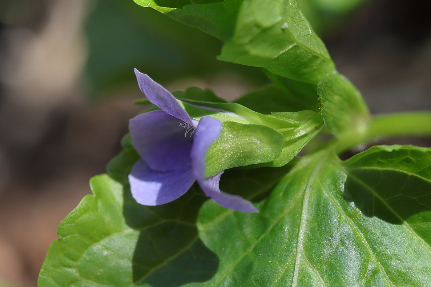 Изображение особи Viola mirabilis.