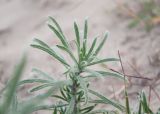 Echium angustifolium. Верхушка побега. Турция, пров. Анталья, р-н Демре, окр. г. Демре, пляж Чайагзы (Çayağzı Plajı), зарастающие дюны. 06.01.2026.