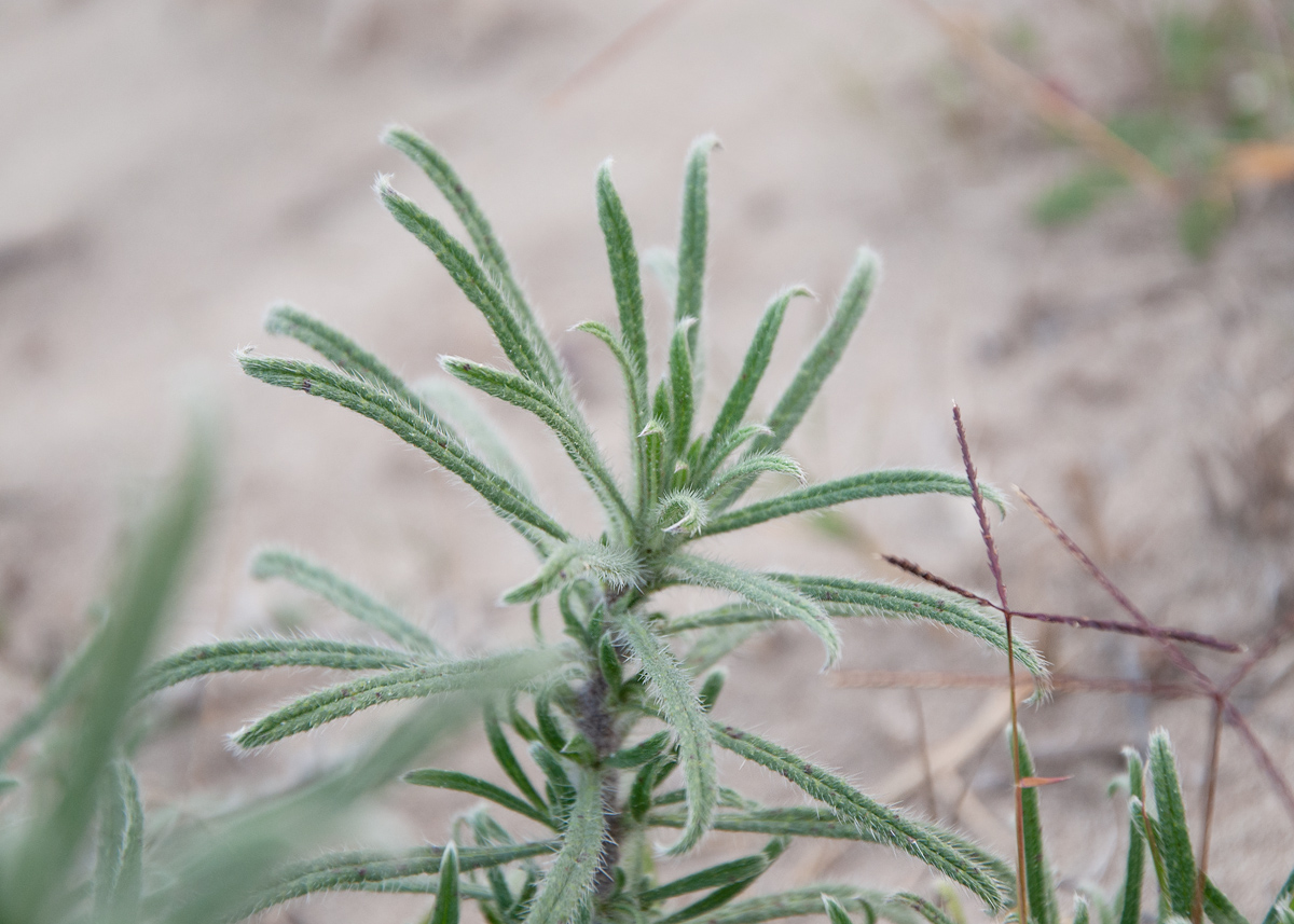 Image of Echium angustifolium specimen.