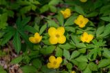 Hylomecon vernalis. Цветки и листья в окружении листьев Filipendula palmata. Приморский край, подножие хр. Тимпур (Береговой), широколиственный лес. 13.05.2026.