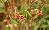 Melandrium astrachanicum