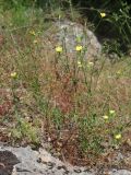 Linum nodiflorum