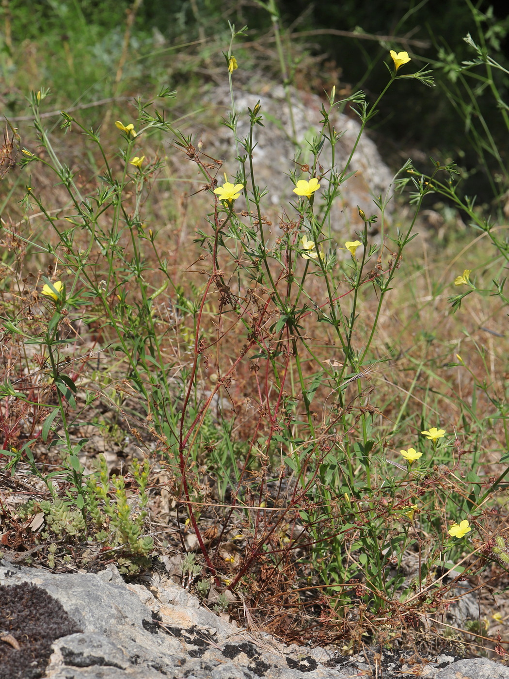 Image of Linum nodiflorum specimen.