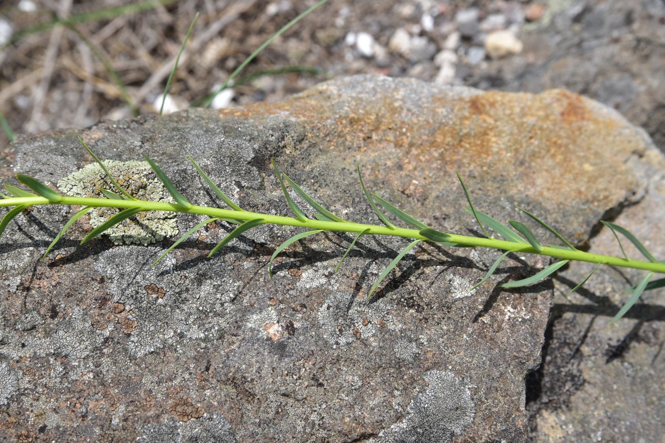 Image of Unknown species specimen.