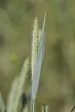 familia Poaceae