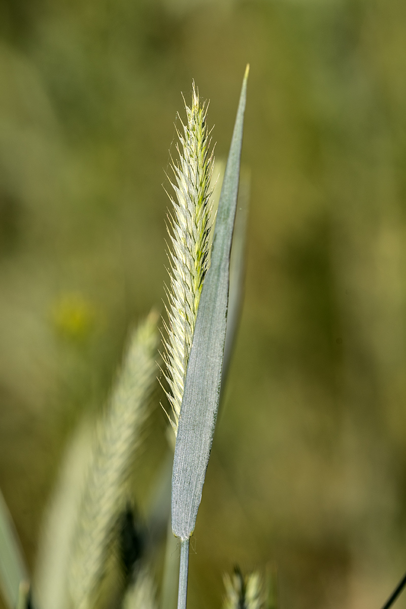 Изображение особи семейство Poaceae.