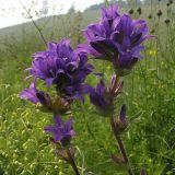 Campanula glomerata. Верхушки цветущих растений. Красноярский край, окр. г. Красноярск, Николаевская сопка, южный склон, луг. 08.07.2026.