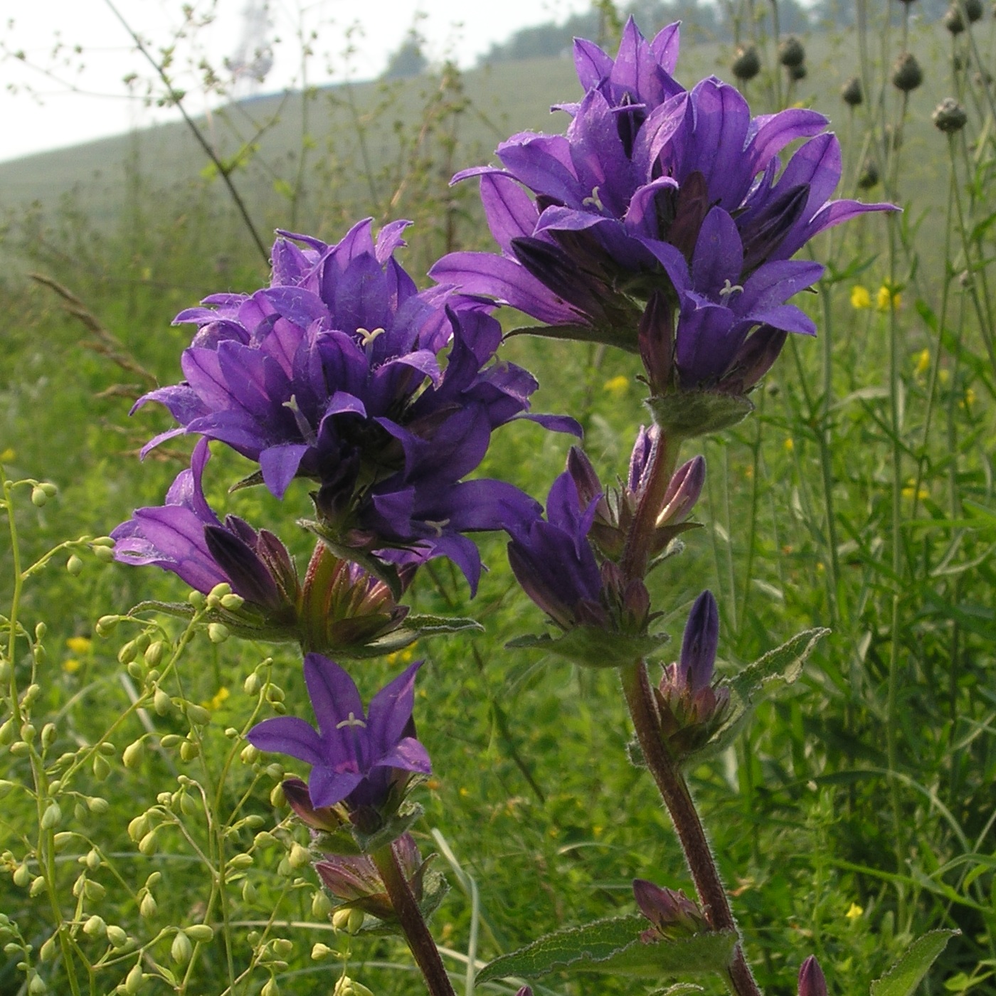 Изображение особи Campanula glomerata.