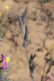 Astragalus astrachanicus