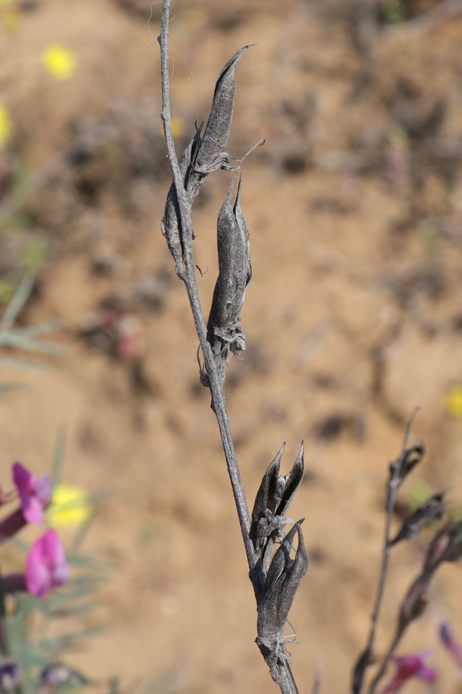 Image of Astragalus astrachanicus specimen.