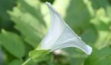 Calystegia sepium. Цветок. Узбекистан, г. Ташкент, Ботанический сад им. Ф.Н. Русанова, в культуре. 25.07.2026.