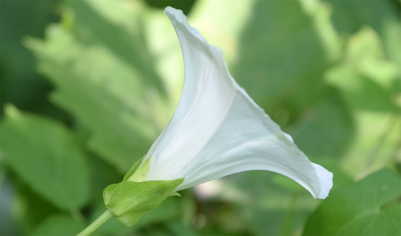 Image of Calystegia sepium specimen.