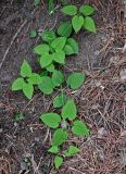 Rubia cordifolia. Верхушка вегетирующего растения. Китай, пров. Шэньси, национальный парк \"Хуашань\", ≈ 2000 м н.у.м., хвойный лес. 02.06.2025.