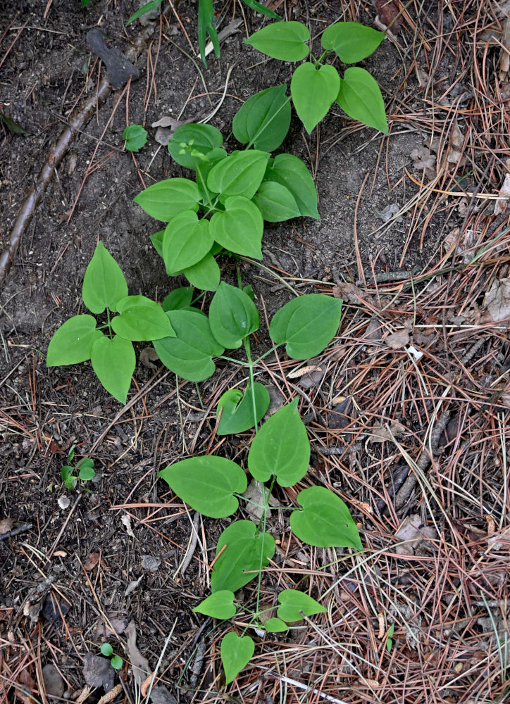 Image of Rubia cordifolia specimen.