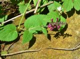 Stachys sylvatica