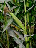 Zea mays. Часть побега с созревающими соплодиями (видны засыхающие рыльца пестиков). Тульская обл., Заокский р-н, окр. дер. Дворяниново, в культуре. 07.09.2025.