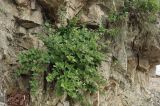 Berberis amurensis. Вегетирующее растение. Приморский край, Хасанский р-н, Зарубинское гор. пос., окр. с. Витязь, скала. 23.07.2026.