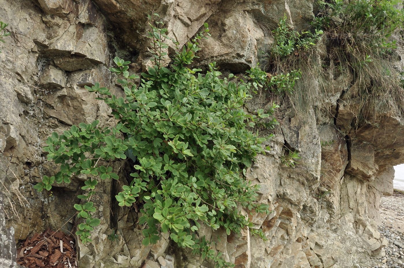 Image of Berberis amurensis specimen.