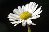 genus Bellis. Соцветие-корзинка. Санкт-Петербург, Ботанический сад Петра Великого, газон. 27.08.2026.