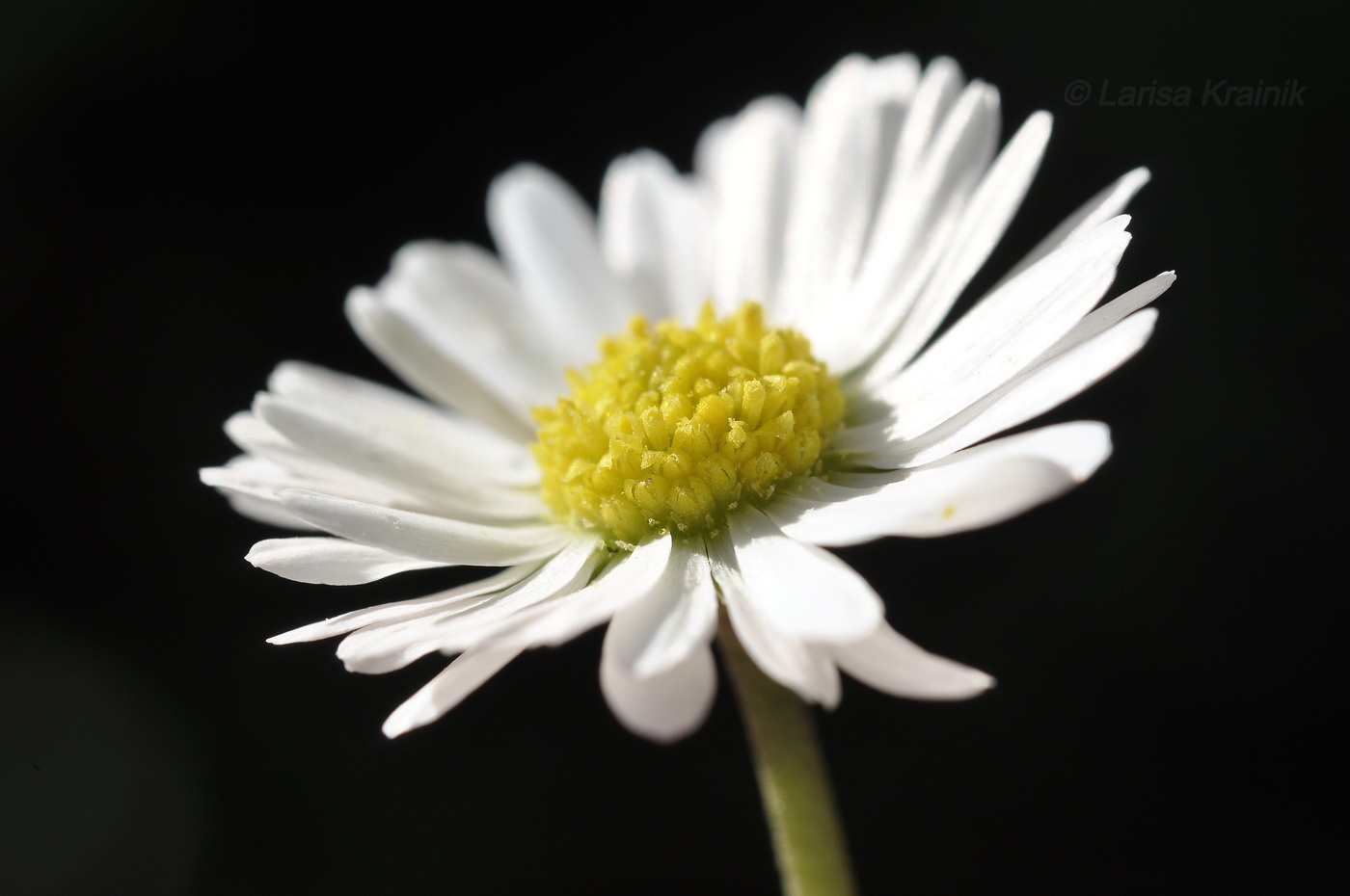 Image of genus Bellis specimen.