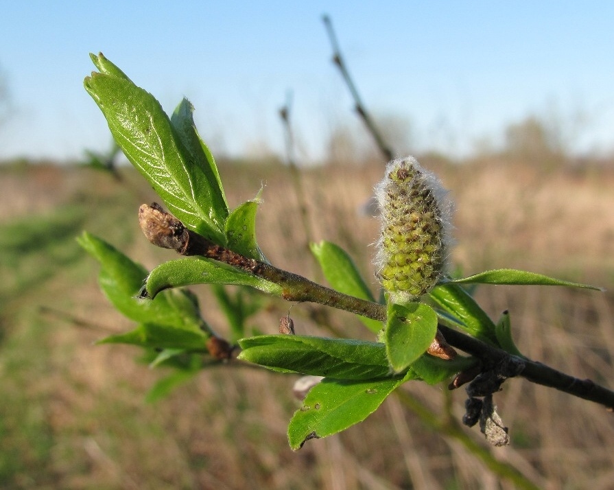 Изображение особи Salix myrsinifolia.