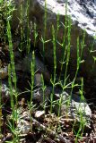 Crucianella latifolia. Зацветающие растения. Южный Берег Крыма, окр. пос. Симеиз. 7 июня 2011 г.