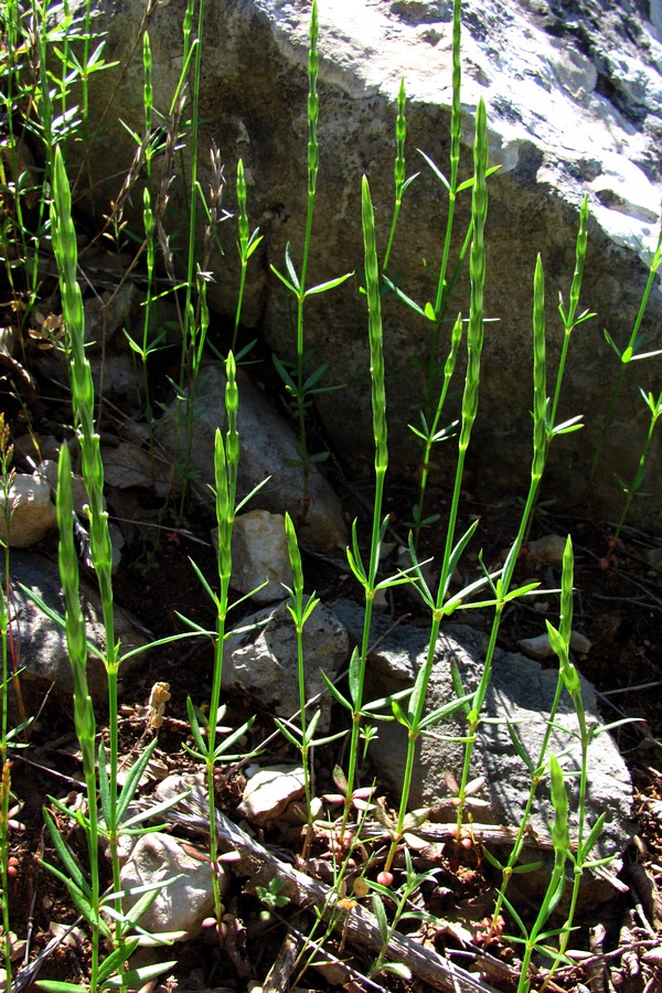 Изображение особи Crucianella latifolia.