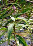 Persicaria amphibia