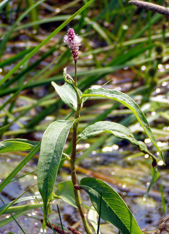 Изображение особи Persicaria amphibia.