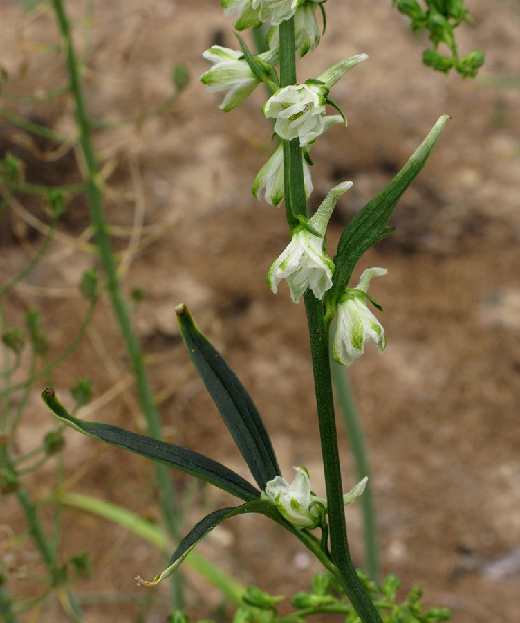 Изображение особи Delphinium biternatum.