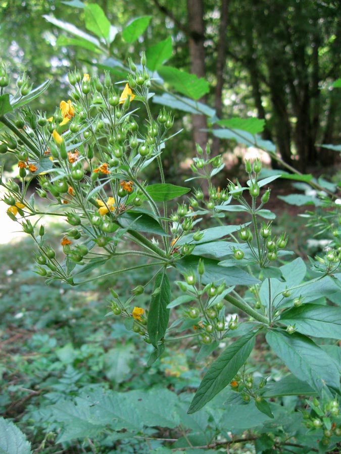 Image of Lysimachia verticillaris specimen.
