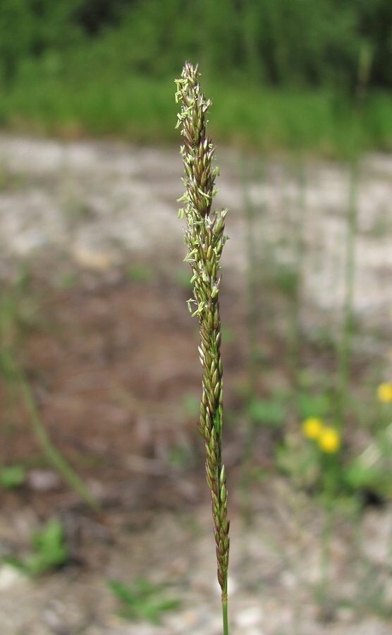 Image of Agrostis stolonifera specimen.