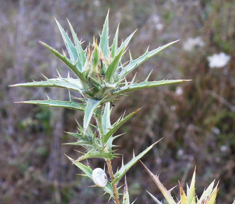 Изображение особи Carthamus lanatus.