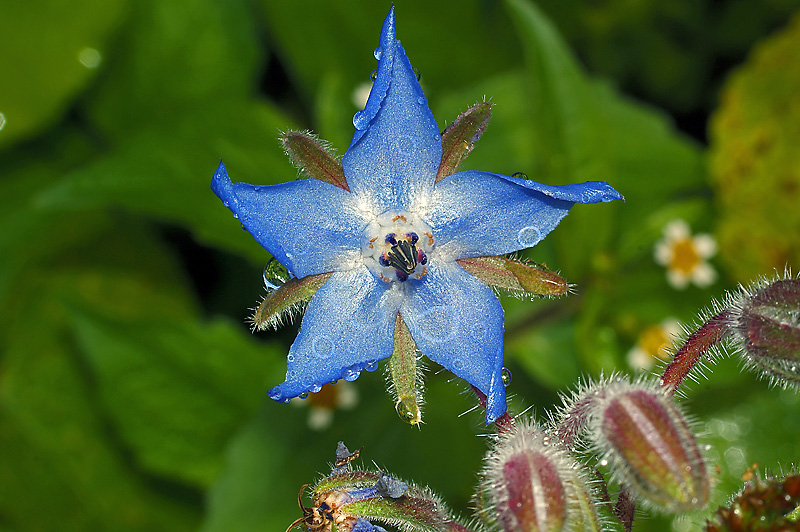 Изображение особи Borago officinalis.