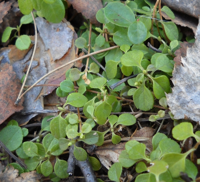 Image of Linnaea borealis specimen.