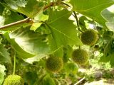 Platanus orientalis