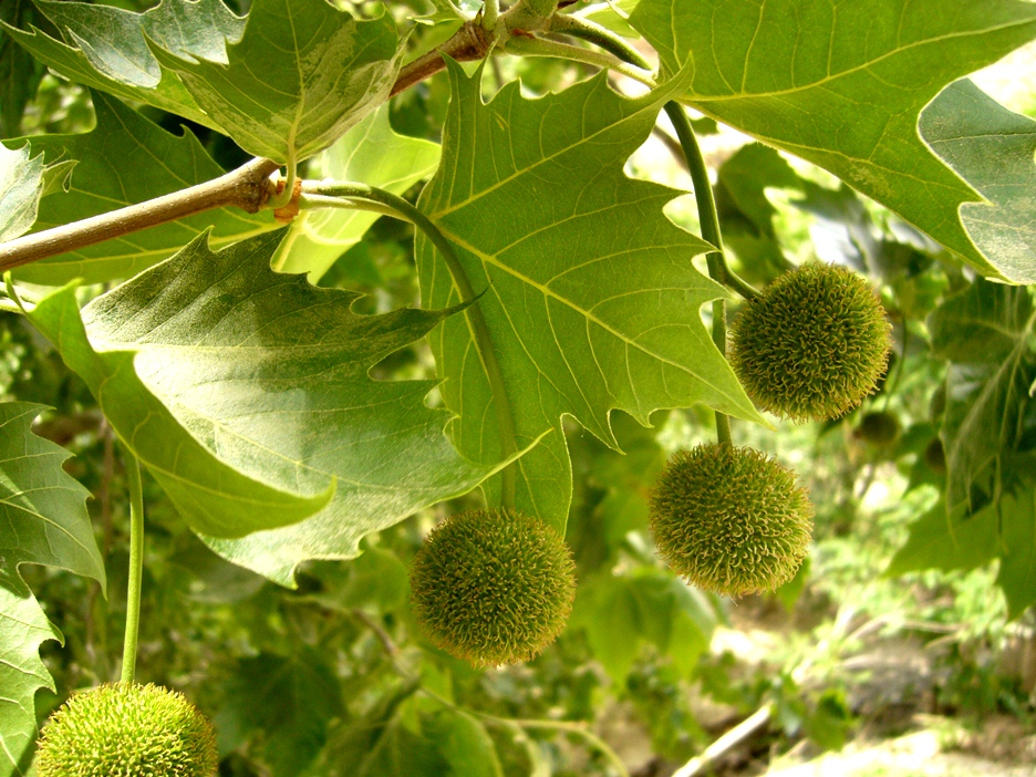 Изображение особи Platanus orientalis.