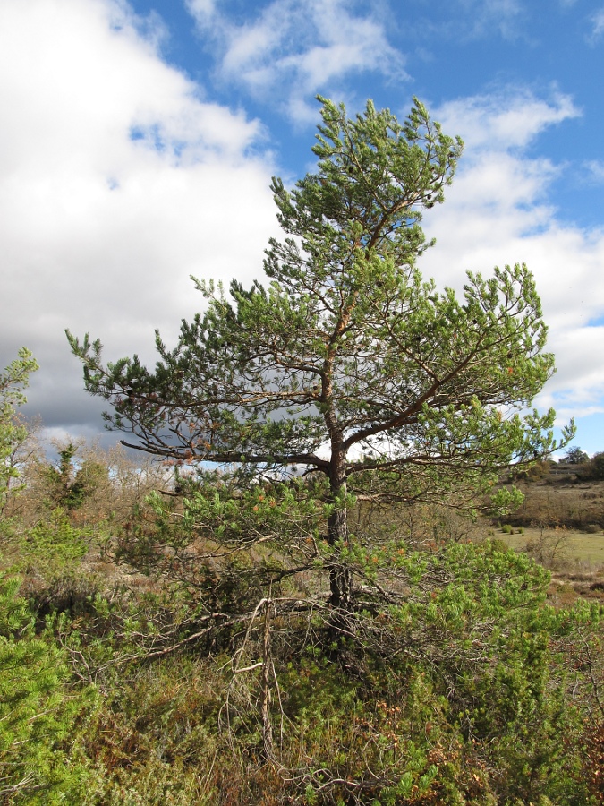 Изображение особи род Pinus.