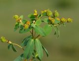 Euphorbia pachyrrhiza. Верхушка веточки с соплодиями. Казахстан, Алматинская обл., Райымбекский р-н, горы Кулуктау, перевал Кегеньский. 11.05.2011.