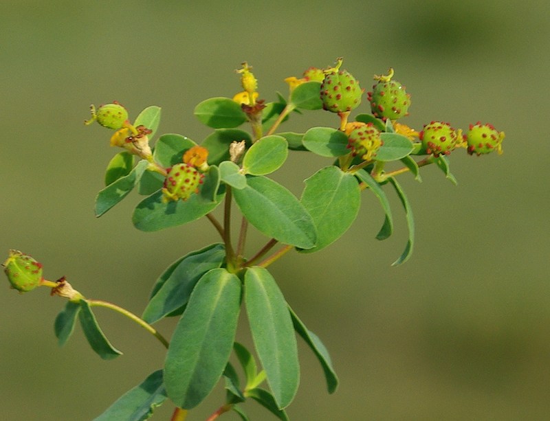 Изображение особи Euphorbia pachyrrhiza.